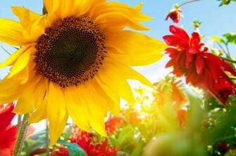 Beautiful Sunflower Pictures Sunflowers Wallpaper Autumn