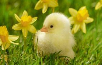 Wallpaper Grass Macro Flowers Bird Yellow Chicken Chick