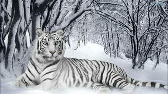 White Tiger Wallpaper Desktop