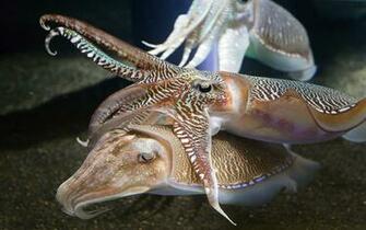 Cuttlefish Desktop Wallpaper HD Wallpaper13