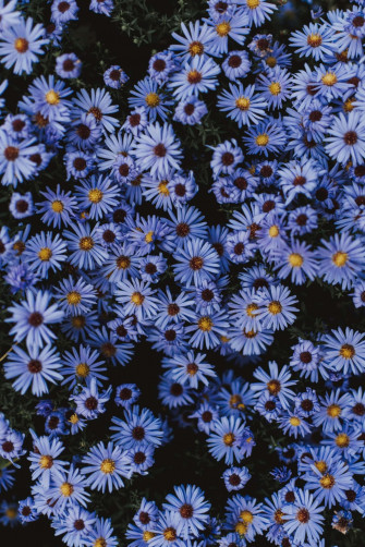 Blue Flowers Aesthetic Wallpaper