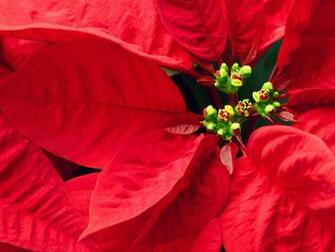 Christmas Poinsettia Wallpaper High
