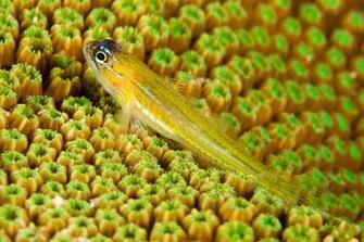 Watchman Goby Wallpaper High Quality