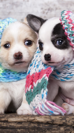 Cute Animals iPhone Wallpaper You Would Love To