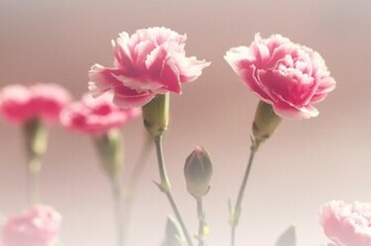Pink Carnations Wallpaper
