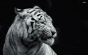 Black And White Animal Wallpaper On