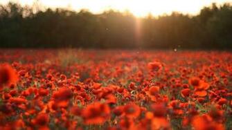 Poppies Background HD Desktop Wallpaper 4k