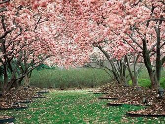 Cute Spring Wallpaper