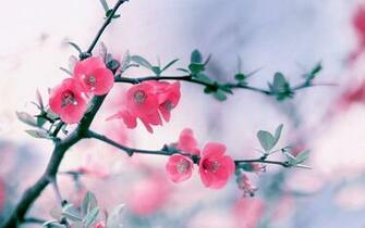 Windows Wallpaper Size Part HD