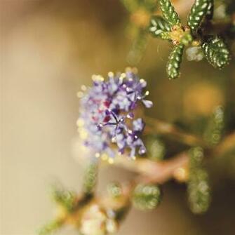 Happy Purple Saturday iPad Air Wallpaper iPhone