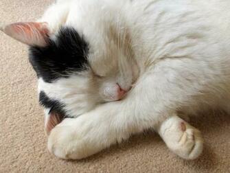 Being Lazy Image Cat HD Wallpaper And Background Photos