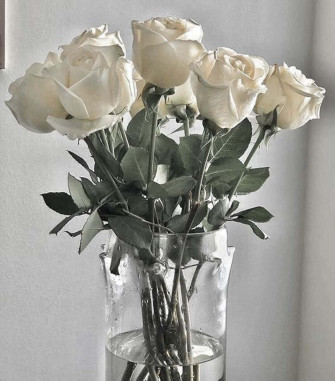 Beauty Blooms In This White Rose Aesthetic Wallpaper