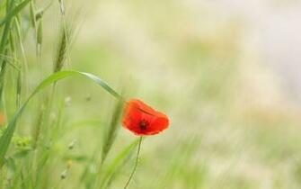 Poppy Wallpaper Desktop HD