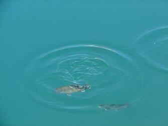 Bluegill Fish In Rippled Water By Fantasystock