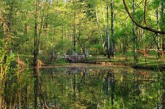 4k Wallpaper Nature Water Trees Plants Forest Landscape
