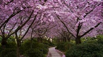 Youwall Spring Road Wallpaper
