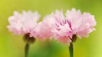Desktop Wallpaper Flowers Widescreen