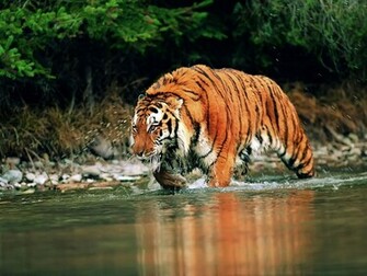 Best Desktop HD Wallpaper Tiger