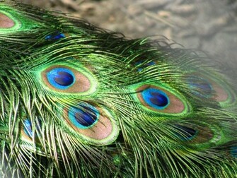 Desktop Wallpaper Peacock Feathers Background