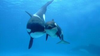 Wallpaper With A Underwater Picture Of Orca Killer Whale HD