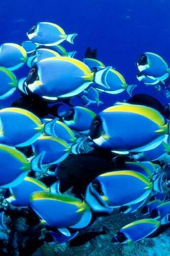 School Of Fish iPhone Wallpaper