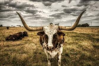 Longhorns 1080p 2k 4k 5k HD Wallpaper