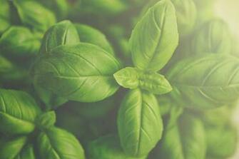 Photo Basil Wallpaper Organic Herb Green Food Fresh Max Pixel
