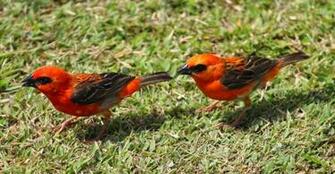 Camera Foto Wallpaper Seychelles Birds Pigeon Red
