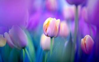Tulip HD Wallpaper Background