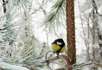 Wallpaper Bird Winter Forest Snow Tit Desktop Animals