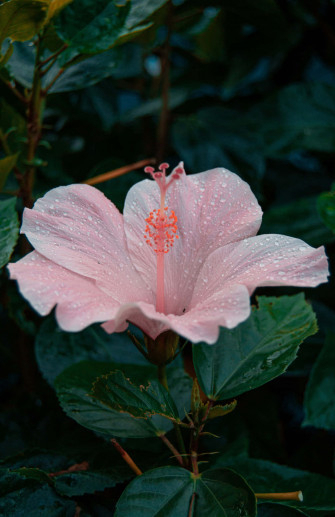 Hibiscus Aesthetic Wallpaper
