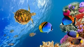 Underwater Landscape 4k Ultra HD Wallpaper Net