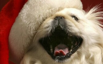 The Cat Christmas Puppies HD Wallpaper