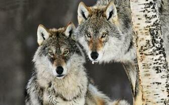 Gray Wolves Norway