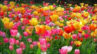 Beautiful Flowers Wallpaper For Desktop Coolstyle
