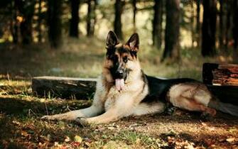 German Shepherd Computer Wallpaper Desktop Background