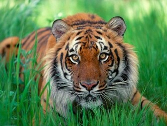 Sumatran Tiger Face Wallpaper Desktop Background Of The