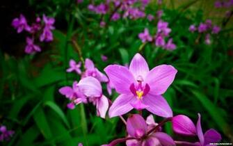 Beautiful Purple Orchid Wallpaper In Resolution