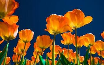 Beautiful Wallpaper For Desktop Tulip HD