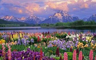 Grand Teton And Wildflowers Wyoming