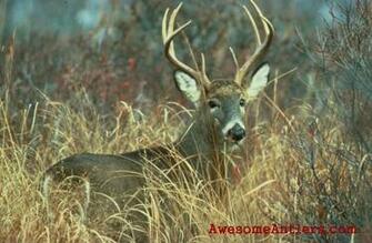 Whitetail Deer And Monster Bucks Wallpaper For Your Pc