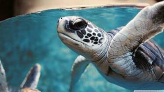 Green Sea Turtle Underwater Wallpaper HD Background
