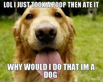 Pin Just A Dog