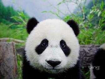 Description Baby Panda Wolong Center China Current Size X