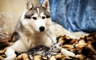 Cats And Dogs Wallpaper