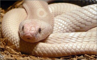 Anaconda Snake Wallpaper