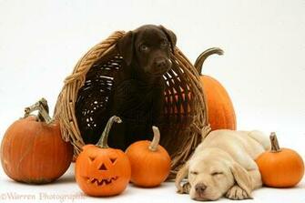 Halloween Puppies Pups At