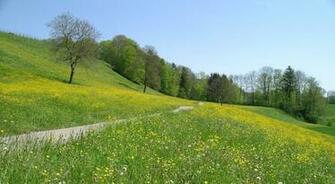 Spring Meadow Scenery Wallpaper Me
