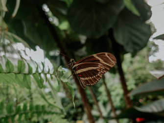 Aesthetic Butterfly Wallpaper