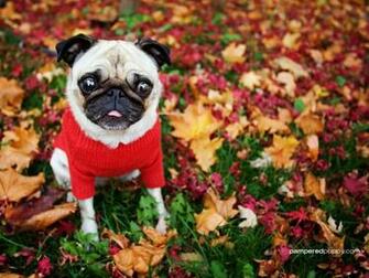 Dog Wallpaper Funny Pug In Fall Leaves